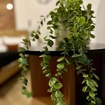 Apartament 9 By Hidden Garden Lägenhet Łódź